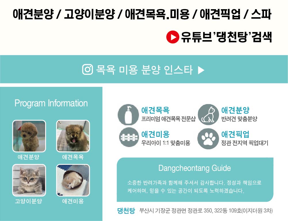 정관강아지분양